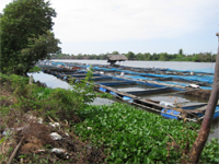 Aquaculture farm: fish and shrimp farms. Low DO levels in flood water led to the death of fish.