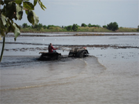 Rice field: Plowing rice paddy by tractors.